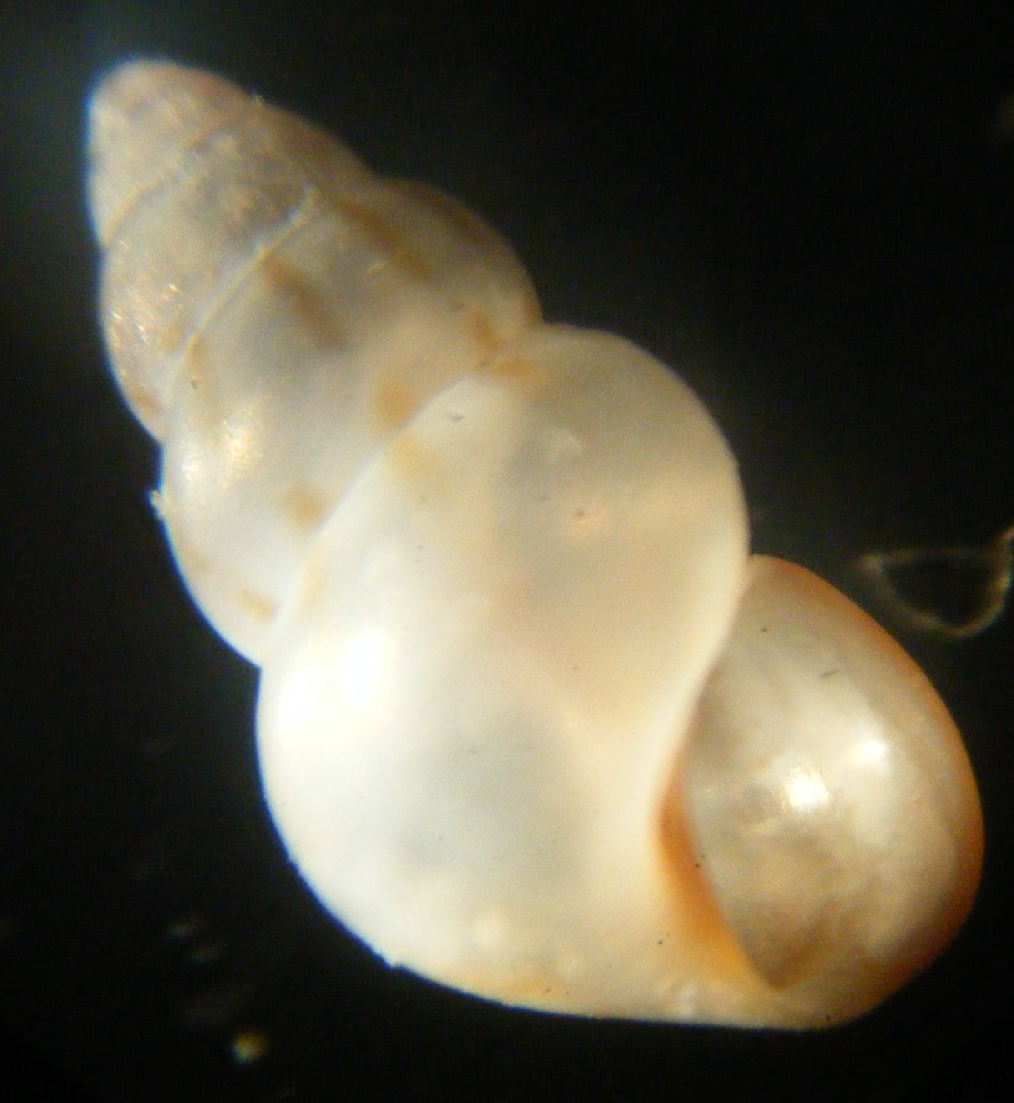 Gasteropode